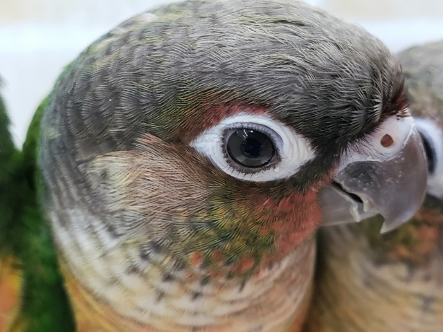 ワキコガネウロコインコ