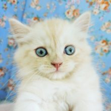 美形にゃんこ入荷しました～♥️(マンチカン)