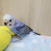 濃いめブルーなセキセイインコさん来ました〜