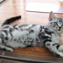 最新！やんちゃです！アメリカンショートヘア 男の子♪