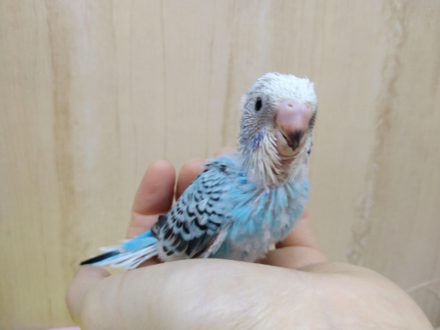 爽やか水色のセキセイインコさんいますよ〜