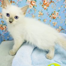 甘ったれのラグドールくん！！入荷しました💓