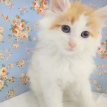 おっとり系！サイベリアン 男の子♪