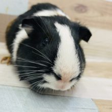 モルモットの男の子入荷いたしました！！