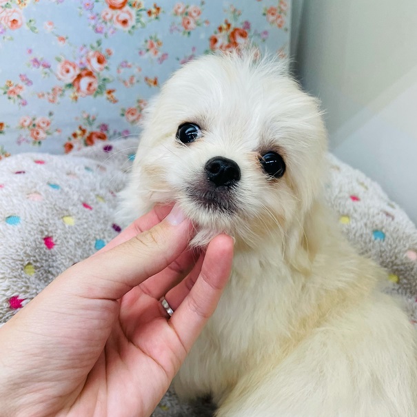 チワマル（マルチワ）