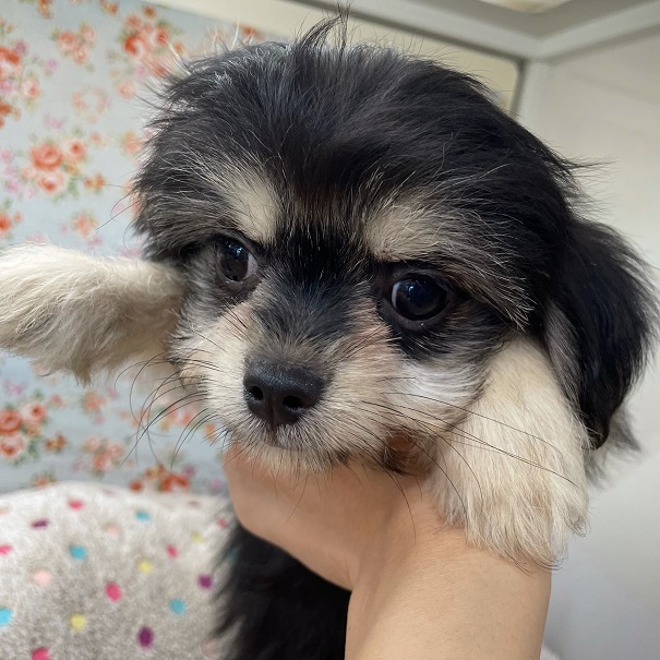 チワマル（マルチワ）