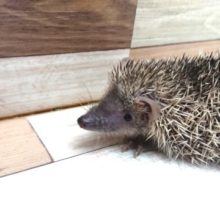 寝顔が幸せそう？？珍獣♪♪ですっ♪♪♪ヒメハリテンレック〜
