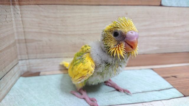 セキセイインコ