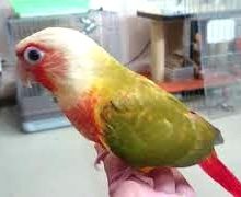 ウロコインコ（パイナップル・レッドチーク）　２０２１年４月生まれ