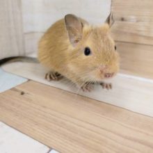 ゆらゆらバナナベットが大好き♡サンドデグーちゃん！