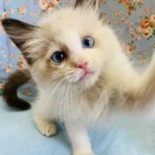 おめめｷﾚｲ♡ラグドールくん☆