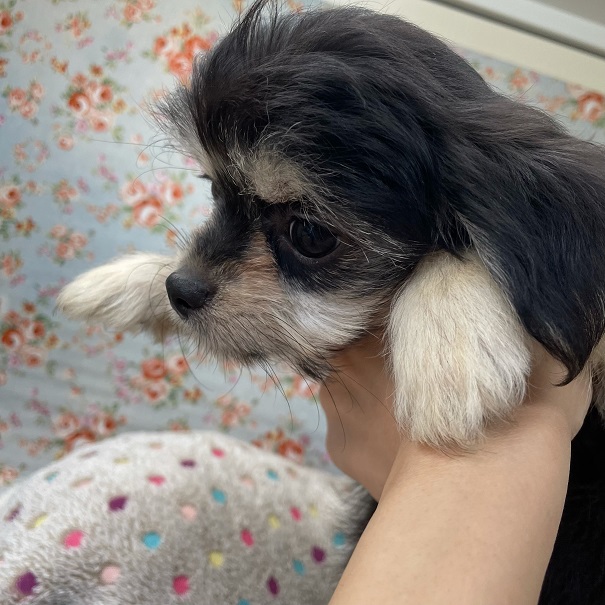 チワマル（マルチワ）