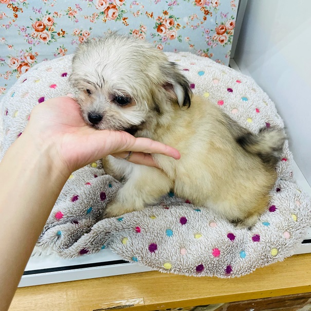 チワマル（マルチワ）