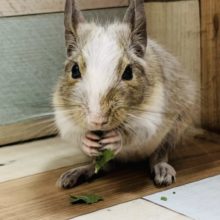 おめめがクリクリ♡デグー(パイド)くん☆