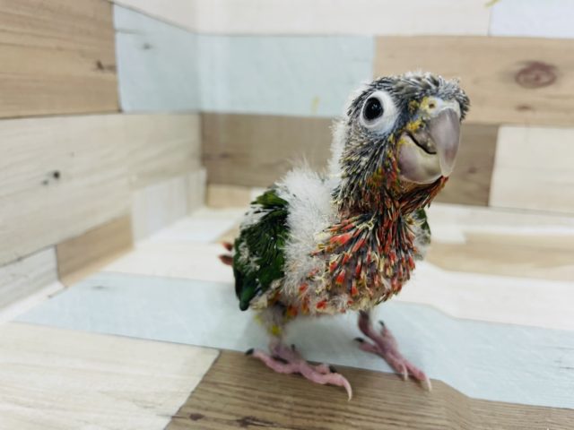 ホオミドリウロコインコ