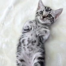 アメリカン・ショートヘアー（シルバータビー）　2021年5月29日生まれ　女の子