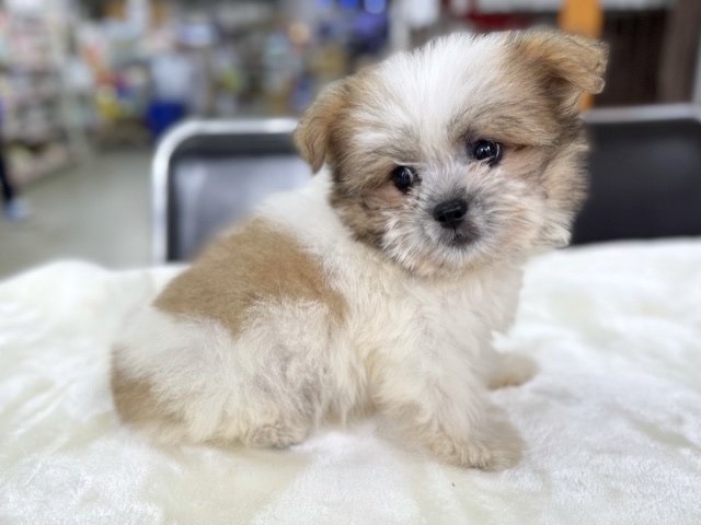 MIX犬（父シーズー×母パピヨン）（ゴールド&ホワイト） 2021年5月9日生まれ　男の子