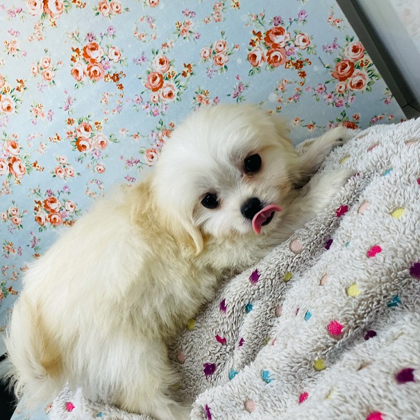 チワマル（マルチワ）