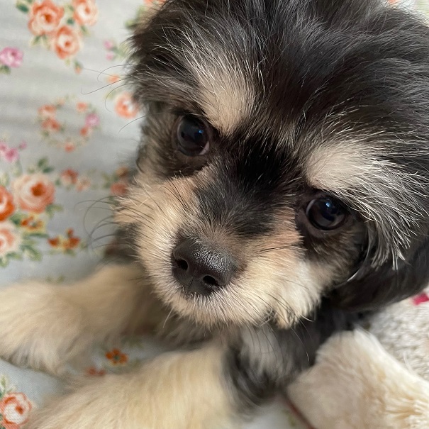 チワマル（マルチワ）