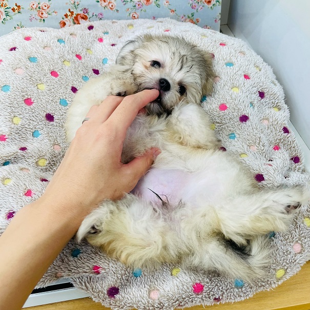 チワマル（マルチワ）