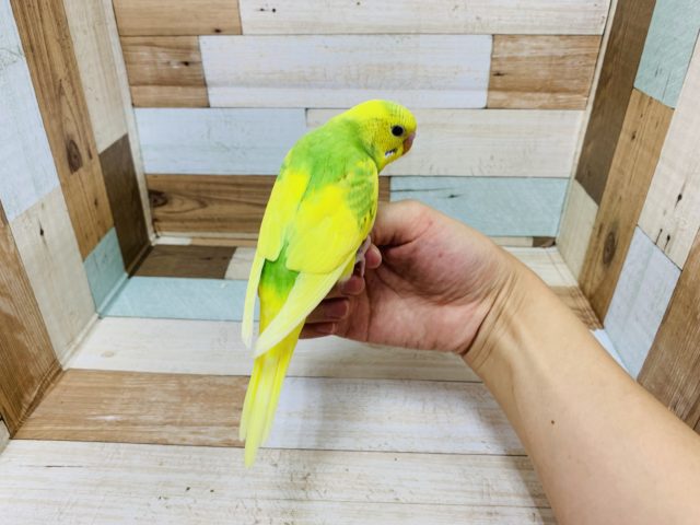 セキセイインコ