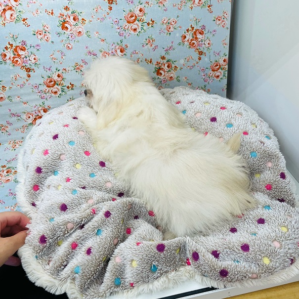 チワマル（マルチワ）