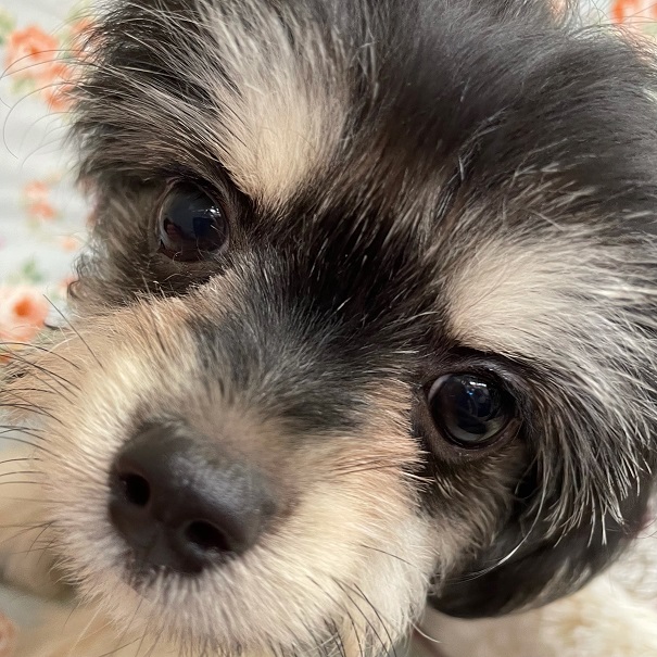 チワマル（マルチワ）