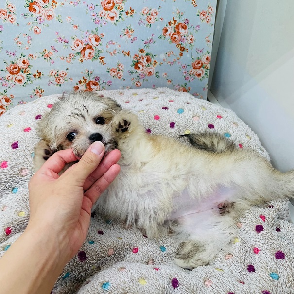 チワマル（マルチワ）