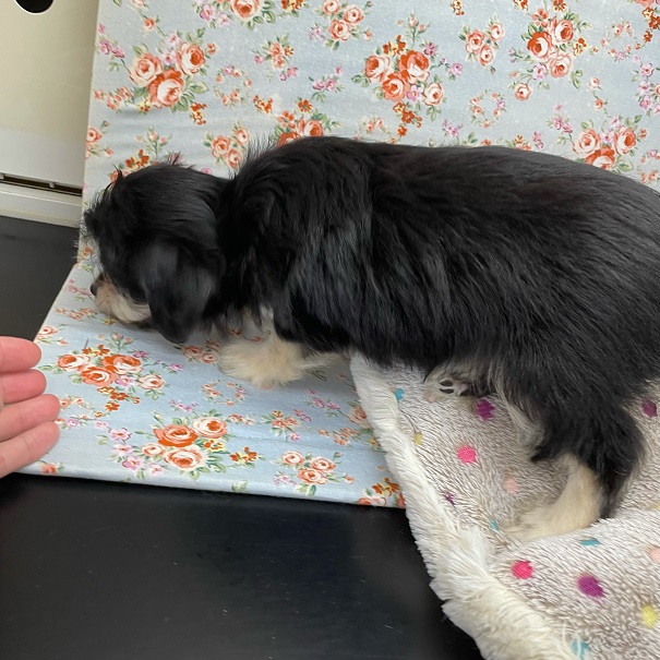 チワマル（マルチワ）