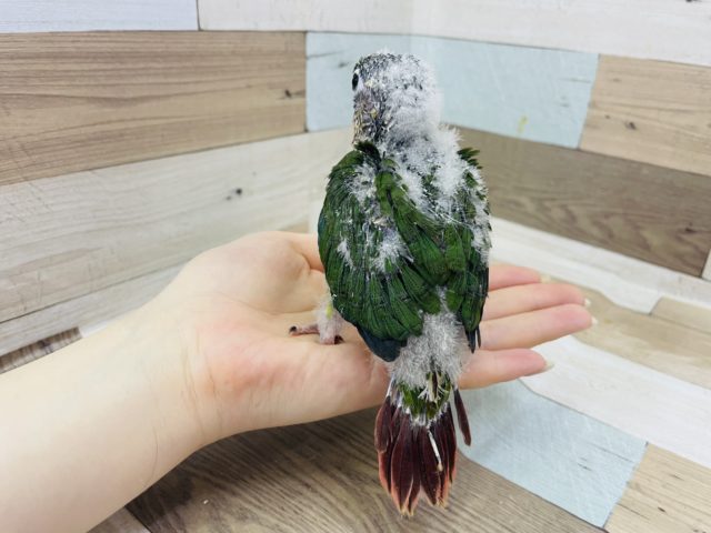 ホオミドリウロコインコ