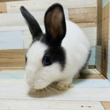 安心サイズ☆ドワーフラビットちゃん♪