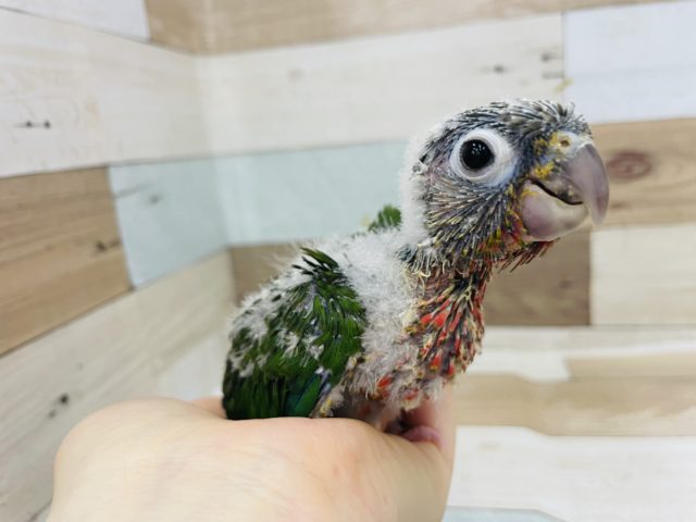 ホオミドリウロコインコ