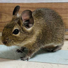 巣箱がお好き？デグー(ノーマル)くん☆