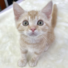 アメリカン・ショートヘアー（レッドタビー）　2021年4月4日生まれ　男の子