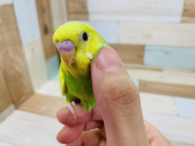 グリーンが爽やか夏っぽい～セキセイインコ　スパングルパイド☆