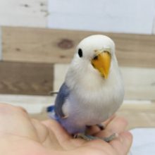 マシュマロ美人♥コザクラインコヒナ(バイオレットオパーリンパイド)