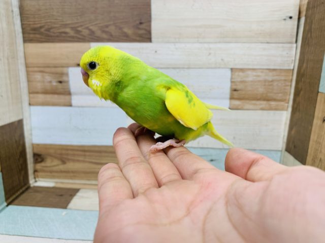 セキセイインコ