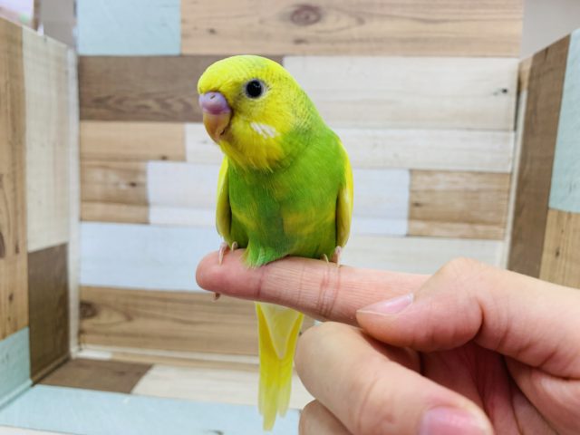 セキセイインコ