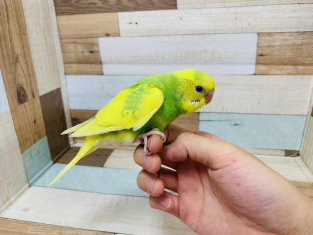 セキセイインコ