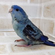 深いブルー　サザナミインコ☆コバルトブルー　2021年07月20日