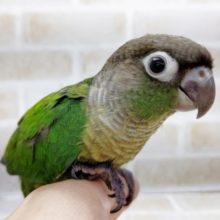 きれいなグリーン　ホオミドリウロコインコ☆ノーマル　2021年08月01日