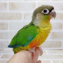 ちょっとカラフルー　ワキコガネウロコインコ　2021年08月01日