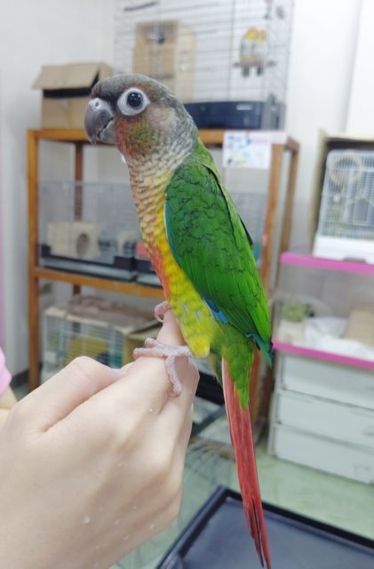 ワキコガネウロコインコ