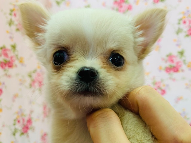 まるでチワワ ミックス犬 チワワ M ダックス ちゃん入舎 東京からもほど近い 千葉県 神奈川県 埼玉県でミックス犬 ハーフ犬 チワックス を販売するペットショップ