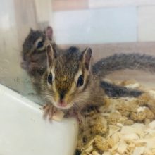 かくれんぼがお好き？シマリスくん♪