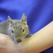 抱っこが好き？デグーのアグーチくん!!