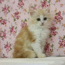 品があります✨つぶらな瞳サイベリアンちゃん♀