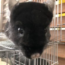 ブラーック！！　可愛すぎです　7／７撮影