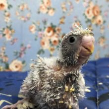 は？ご？ろ？も？　7／１４撮影