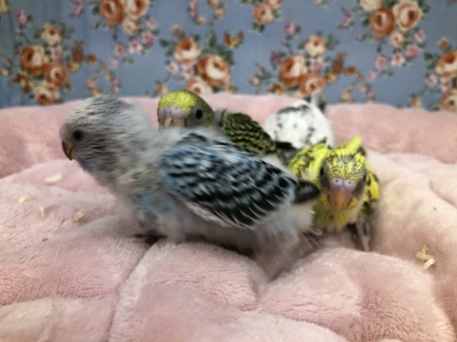 セキセイインコ